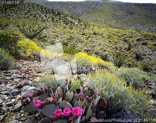 Image of Blooming Desert, Anza-Borego, California