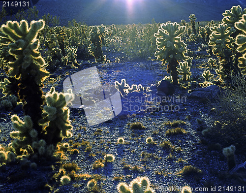 Image of Cholla Cactus, California