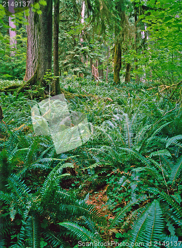 Image of Forest 