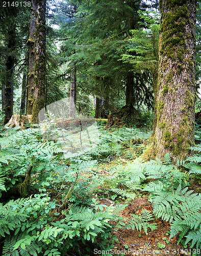 Image of Forest, Oregon