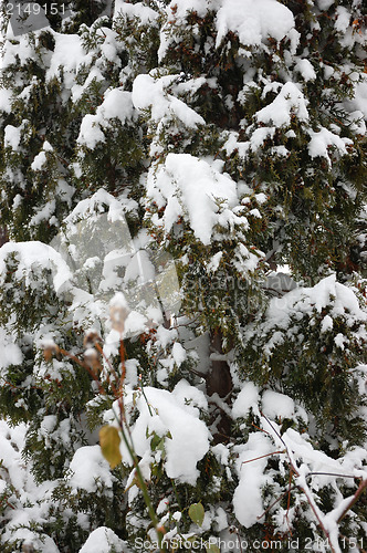 Image of Winter in garden