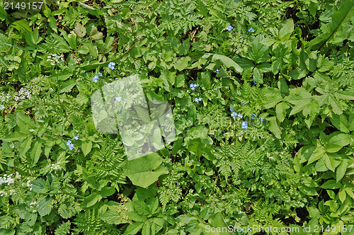 Image of Plants and flowers