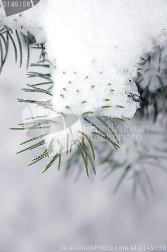 Image of Garden in winter