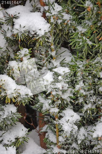 Image of Winter in garden