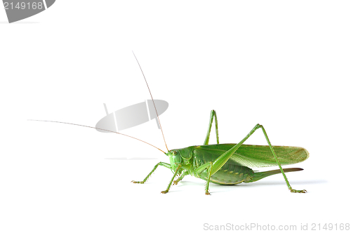 Image of Grasshopper