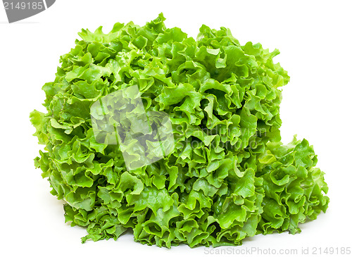 Image of Fresh Salad Lettuce