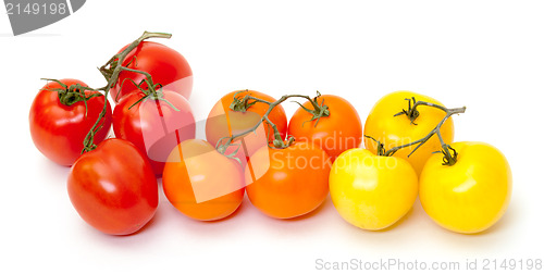 Image of Multicolored Ripe Fresh Tomatoes