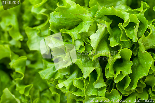 Image of Fresh Salad Lettuce