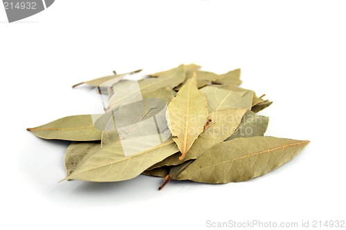 Image of Spice - Bay Leaves