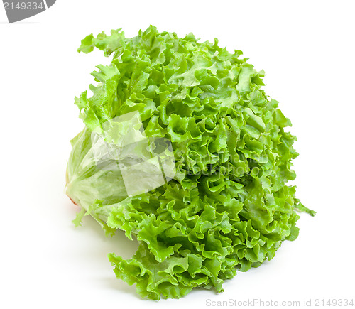 Image of Fresh Salad Lettuce