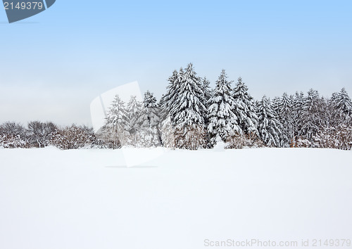 Image of Calm winter forest after the snowstorm