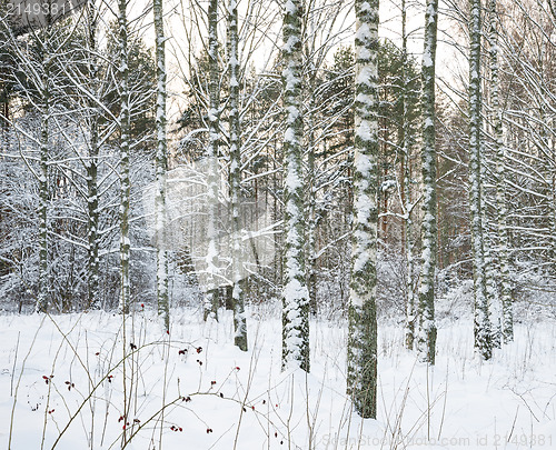 Image of Birch trees in snow