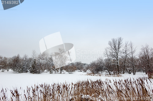 Image of Reed growing by a snowy lake