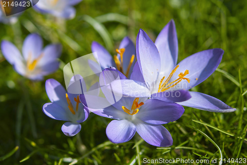 Image of Crocus