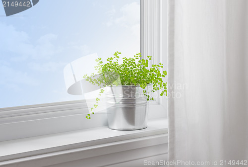 Image of Green plant in a modern home