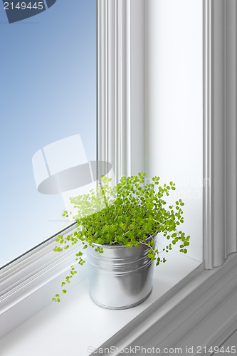 Image of Green plant on a window sill
