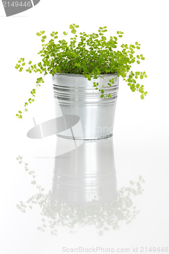 Image of Green plant with reflection