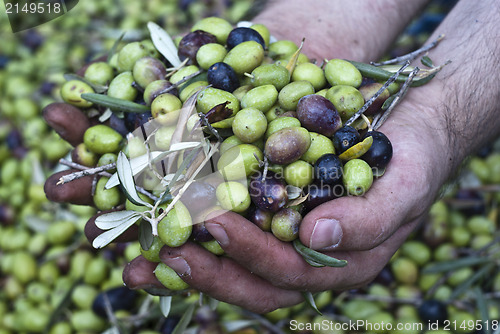 Image of Olives in hands