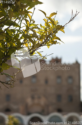 Image of branch and the Zisa Castle in the background.