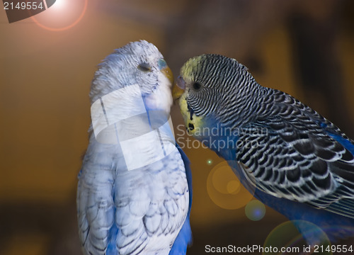 Image of parrots in love