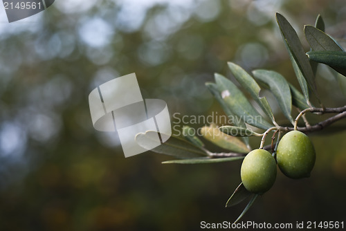 Image of Green olives