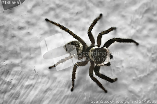 Image of Spider