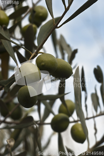 Image of Green olives on branch