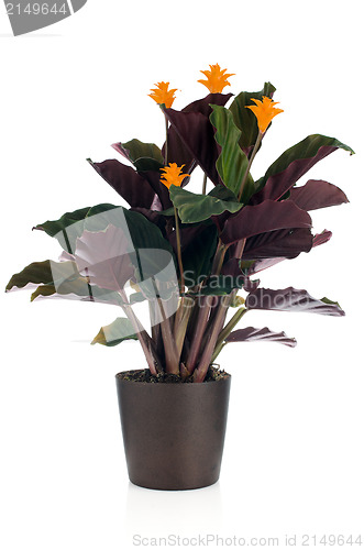 Image of Eternal flame flower (calathea crocata)