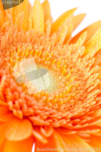 Image of Gerbera flower