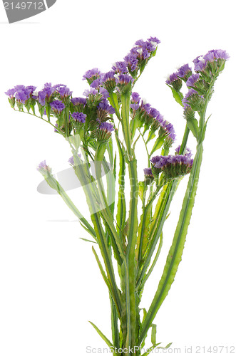 Image of Statice flowers