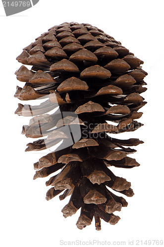 Image of Pine cone 