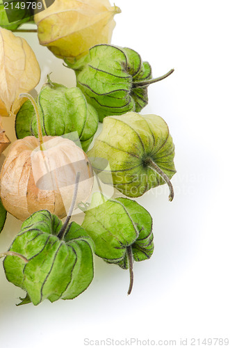 Image of Physalis fruit 