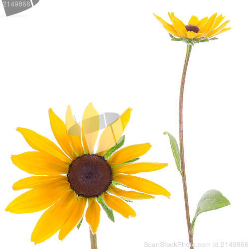 Image of Sunflowers