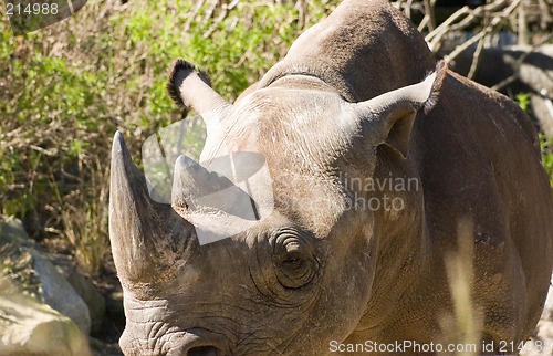 Image of Rhinoceros