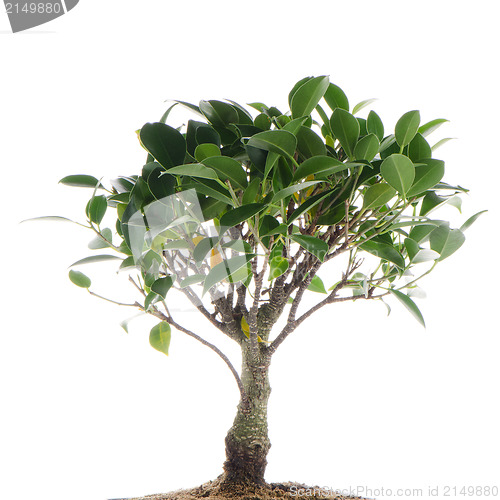 Image of Chinese green bonsai tree