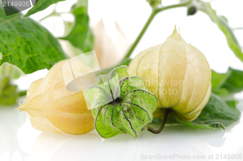 Image of Physalis fruit 