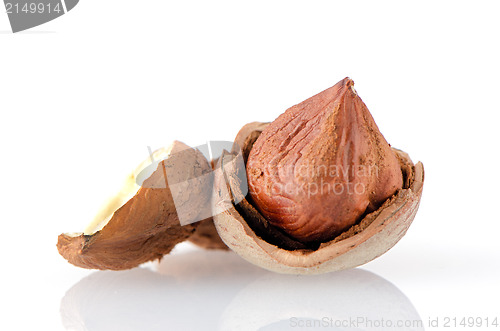 Image of Tasty hazelnuts