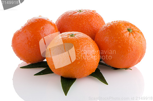 Image of Tangerines