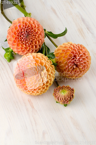 Image of Orange dahlia flowers