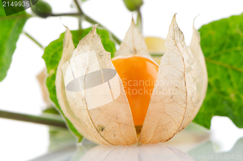 Image of Physalis