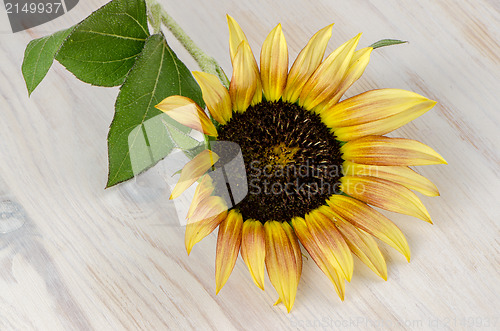 Image of Sunflower flower