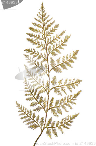 Image of Christmas decorative golden leaves