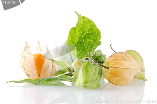 Image of Physalis