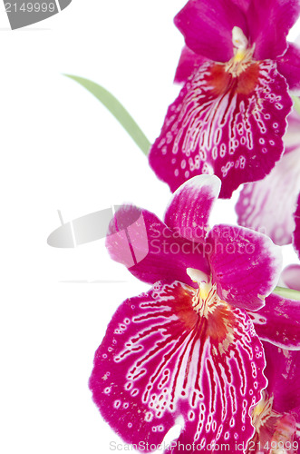 Image of Pansy Orchid - Miltonia Lawless Falls 