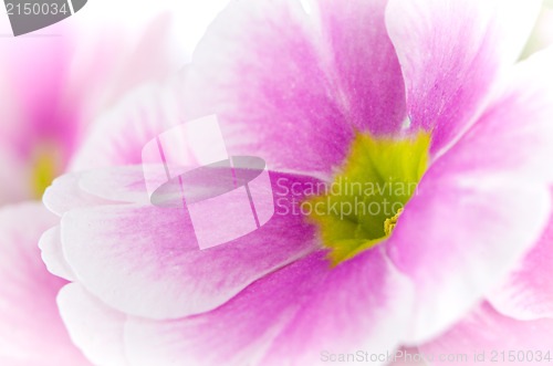 Image of Closeup of pink primrose flowers