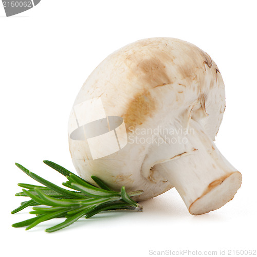 Image of Champignon mushroom and parsley leaves 