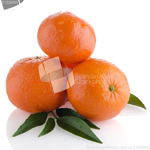 Image of Tangerines