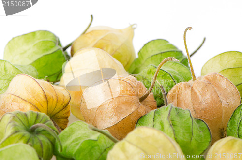 Image of Physalis fruit 