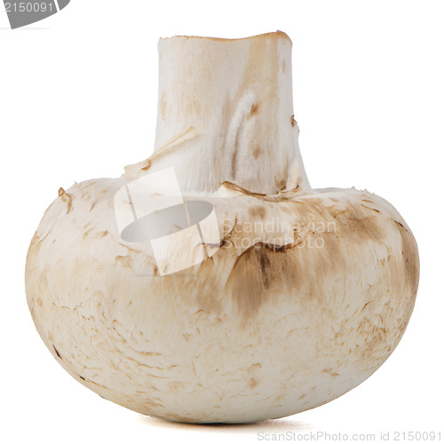 Image of Champignon mushroom