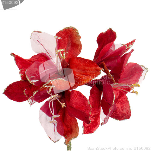 Image of Red Christmas decoration